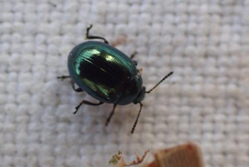 Réf. 314 439 : Phaedon sp.